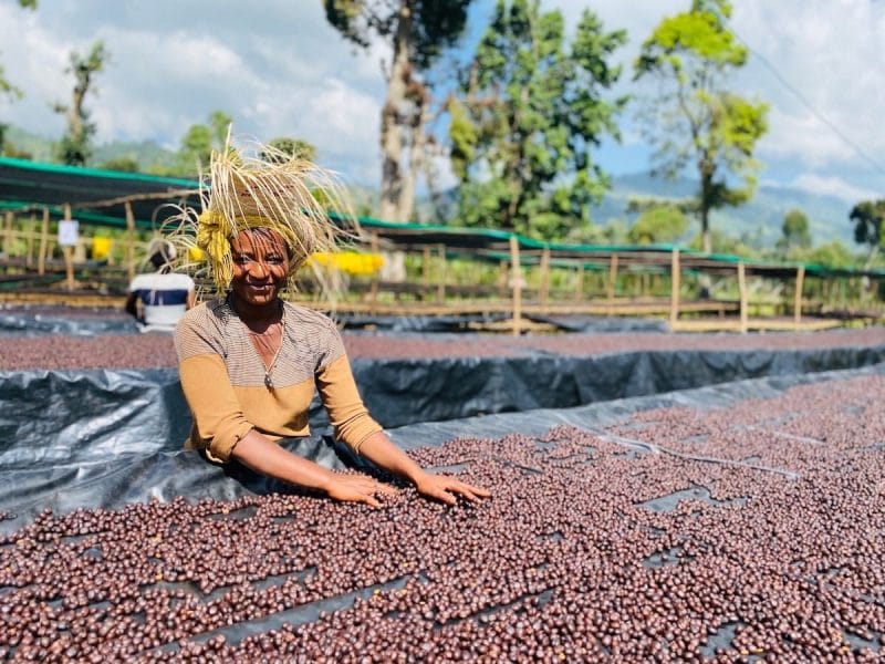 Shantawene_drying-beds-min Etiopia - Yirgacheffe G2